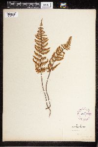 Image Associated With the Occurrence