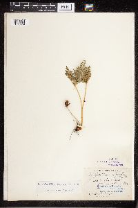 Image Associated With the Occurrence