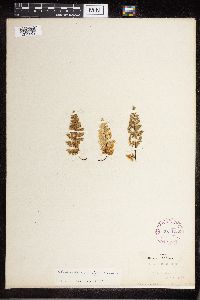 Image Associated With the Occurrence