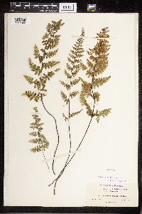 Image Associated With the Occurrence