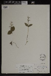 Media resource of Listera borealis