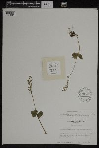 Media resource of Listera caurina