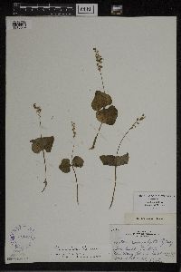 Media resource of Listera cordata