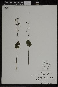 Media resource of Listera smallii