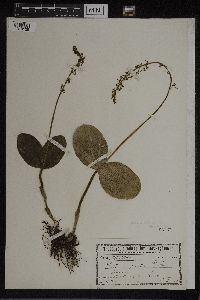 Media resource of Listera ovata
