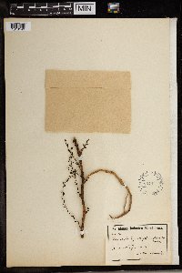 Media resource of Listrostachys mystacidioides