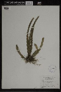 Media resource of Lockhartia oerstedii