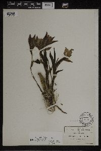 Media resource of Lycaste deppei