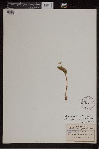 Image of Malaxis corymbosa