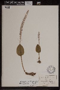 Image of Malaxis ehrenbergii