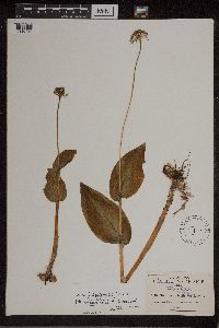 Image of Malaxis fastigiata