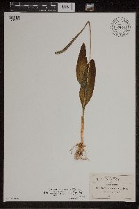 Image of Malaxis myosurus
