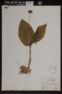 Image of Malaxis parthoni