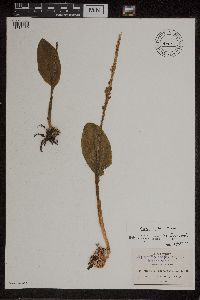 Image of Malaxis soulei