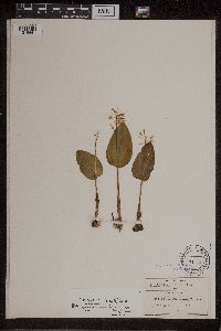 Image of Malaxis tenuis