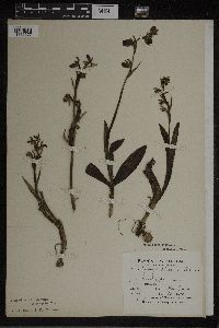 Media resource of Ophrys hiulca