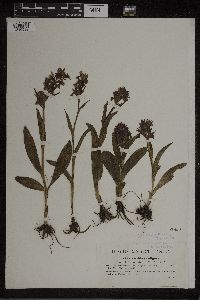Media resource of Orchis cordigera
