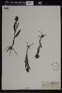 Media resource of Orchis cruenta