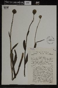 Media resource of Orchis globosa