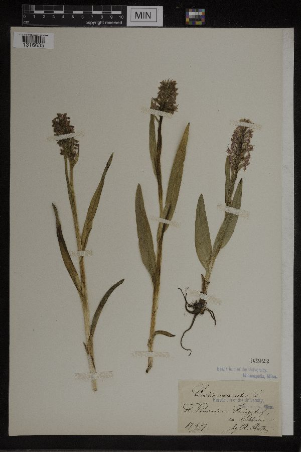 Orchis incarnata image