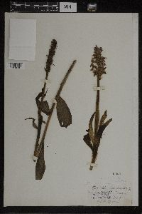 Dactylorhiza maculata image