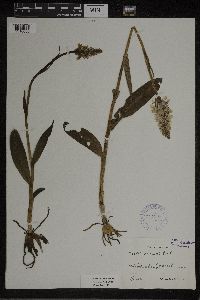 Dactylorhiza maculata image