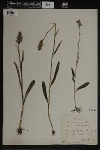 Dactylorhiza maculata image