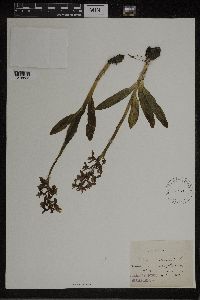 Dactylorhiza maculata image