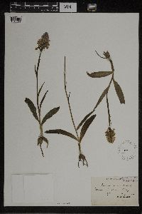 Dactylorhiza maculata image