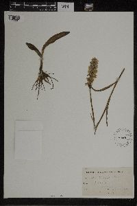 Dactylorhiza maculata image