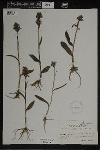 Dactylorhiza maculata image