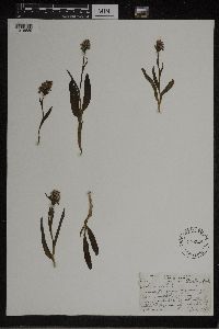 Dactylorhiza maculata image