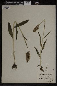 Dactylorhiza maculata image