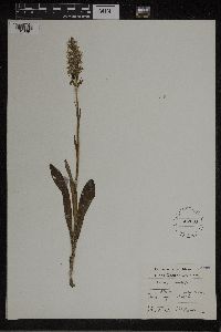 Dactylorhiza maculata image
