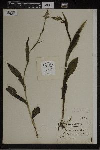 Dactylorhiza maculata image