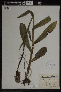 Dactylorhiza maculata image