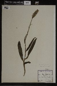 Dactylorhiza maculata image