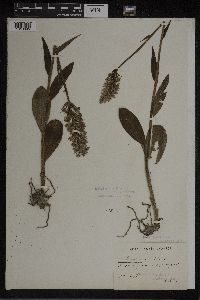 Dactylorhiza maculata image