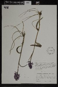 Dactylorhiza maculata image