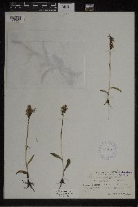 Dactylorhiza maculata image