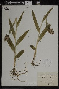 Dactylorhiza maculata image