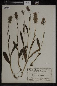 Dactylorhiza maculata image