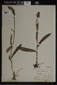 Dactylorhiza maculata image