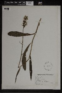 Dactylorhiza maculata image