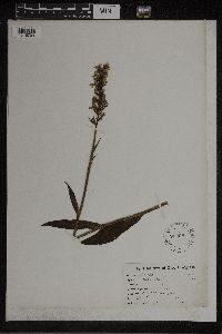 Dactylorhiza maculata image