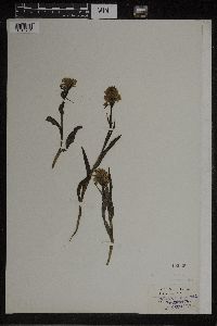 Dactylorhiza maculata image