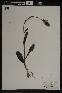 Dactylorhiza maculata image