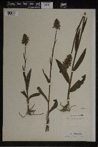 Dactylorhiza maculata image