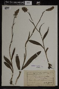 Dactylorhiza maculata image