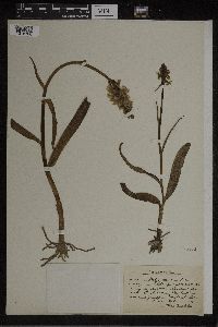 Dactylorhiza maculata image